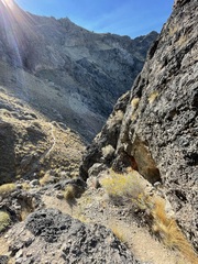 Ericameria nauseosa hololeuca