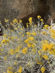 Ericameria nauseosa hololeuca
