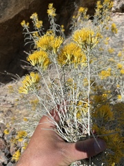 Ericameria nauseosa hololeuca