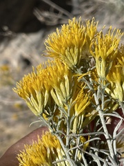 Ericameria nauseosa hololeuca