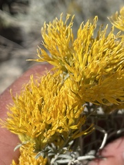 Ericameria nauseosa hololeuca