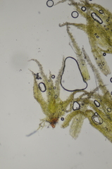 Ephemerum spinulosum