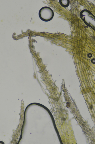 Image of Ephemerum spinulosum by no rights reserved