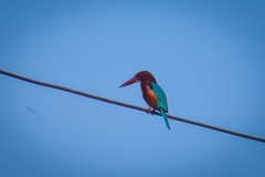 Halcyon smyrnensis