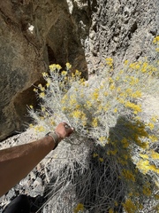 Ericameria nauseosa hololeuca