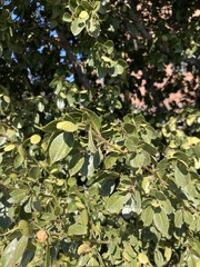 Fraxinus dipetala