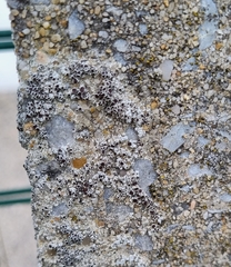 Lecanora campestris