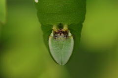 Sataspes