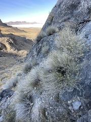 Brickellia microphylla microphylla