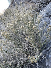 Brickellia microphylla microphylla