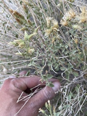 Brickellia microphylla microphylla