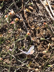 Leptotes marina