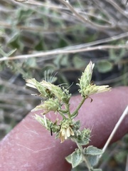 Brickellia microphylla microphylla