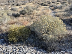 Ericameria nauseosa hololeuca