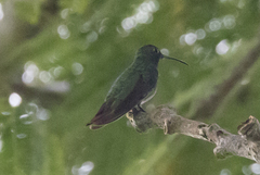 Anthracothorax prevostii