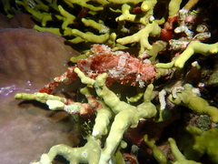 Scorpaenopsis oxycephalus