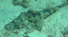 Cymbacephalus beauforti