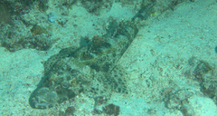 Cymbacephalus beauforti