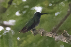 Anthracothorax prevostii