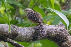 Campylorhynchus zonatus