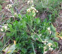 Raphanus raphanistrum raphanistrum