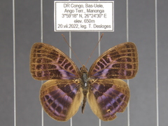Euriphene goniogramma