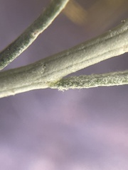 Ericameria nauseosa hololeuca