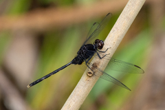 Erythemis plebeja