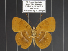 Euriphene goniogramma