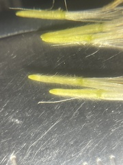 Ericameria nauseosa hololeuca