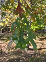 Quercus lyrata