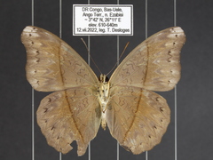 Cymothoe caenis