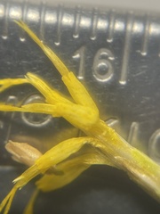 Ericameria nauseosa hololeuca