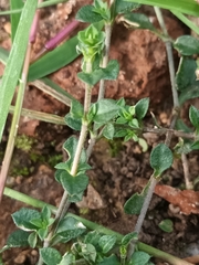 Arenaria serpyllifolia