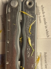 Ericameria nauseosa hololeuca