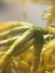 Ericameria nauseosa hololeuca