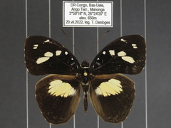 Aterica galene extensa