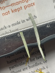 Ericameria nauseosa hololeuca