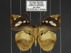 Aterica galene extensa
