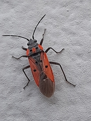 Lygaeus creticus
