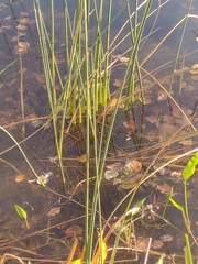 Eleocharis palustris