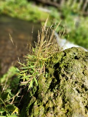 Pogonatherum crinitum