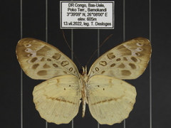 Catuna crithea