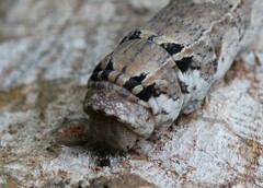 Erinnyis yucatana