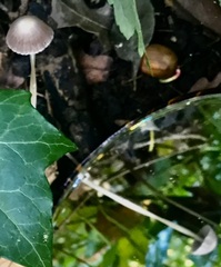 Mycena filopes