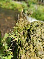 Pogonatherum crinitum