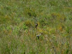 Saxicola torquatus
