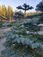 Abies magnifica shastensis