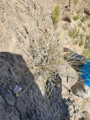 Lavandula subnuda