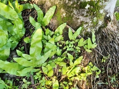 Microsorum scolopendria